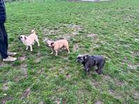 Hundeauslaufgebiet-Rheinpark Hundewiese-Bild