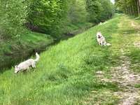 Hundeauslaufgebiet-Landschaftsschutzgebiet Hochmoor Wymeer-Bild