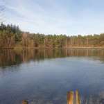 Hundeauslaufgebiet-Der Waldsee in Obenstrohe-Bild