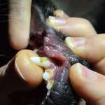 Brauner Zahn? Junghund-Beitrag-Bild