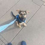 Welpe hat Dauerhunger?-Beitrag-Bild