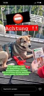Suchmeldung-Louie-Bild