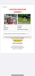 Suchmeldung-Louie-Bild