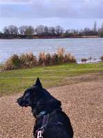 Hundeauslaufgebiet-Krimpelsee-Bild