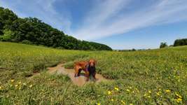 Hundeauslaufgebiet-Waldwiese Gaustadt-Bild
