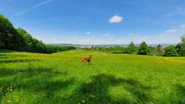 Hundeauslaufgebiet-Waldwiese Gaustadt-Bild