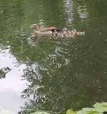 Hundeauslaufgebiet-Bürgerpark-Bild