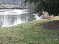 Hundeauslaufgebiet-Bürgerpark-Bild