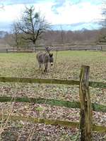 Hundeauslaufgebiet-Königsberg-Bild