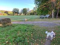 Hundeauslaufgebiet-Leistruper Wald-Bild