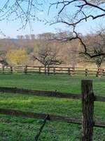 Hundeauslaufgebiet-Königsberg-Bild