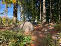 Hundeauslaufgebiet-Leistruper Wald-Bild