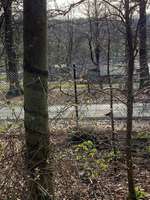 Hundeauslaufgebiet-Königsberg-Bild