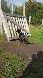 Hundeauslaufgebiet-Hundewiese Bargfeld-Stegen-Bild