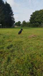 Hundeauslaufgebiet-Hundewiese Bargfeld-Stegen-Bild