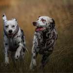 Ersteller:in Thomas Profilbild