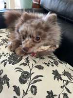 Futterneid zu Anfang unterbinden?-Beitrag-Bild