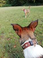 Hundeauslaufgebiet-Beethovenpark-Bild