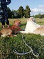 Hundeauslaufgebiet-Beethovenpark-Bild