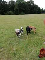 Hundeauslaufgebiet-Beethovenpark-Bild