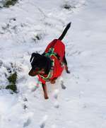 Hundeauslaufgebiet-Mönchsteich-Bild