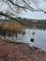 Hundeauslaufgebiet-Mönchsteich-Bild