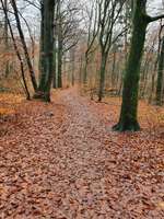 Hundeauslaufgebiet-Mönchsteich-Bild