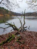 Hundeauslaufgebiet-Mönchsteich-Bild