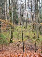 Hundeauslaufgebiet-Mönchsteich-Bild