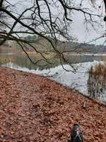 Hundeauslaufgebiet-Mönchsteich-Bild