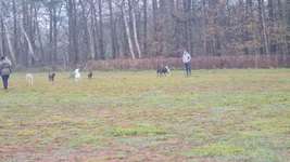 Hundeauslaufgebiet-Lingen-Bild