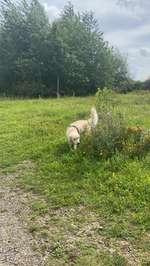 Hundeauslaufgebiet-Deponie Rheingönheim-Bild