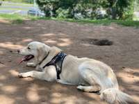 Hundeauslaufgebiet-Reichskanzler Müller Straße-Bild