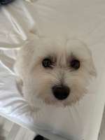 Hundesalon!-Beitrag-Bild