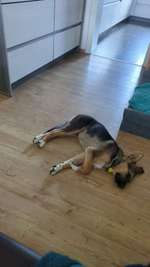 Welpe zu dünn?-Beitrag-Bild