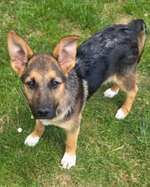 Welpenfutter für Schäferhund-Mix-Beitrag-Bild