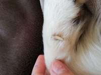Coronavirus kein Tierarzt Hund hat verletztung-Beitrag-Bild