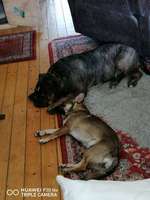 Watt gehen mit Hund-Beitrag-Bild