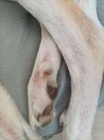 Rote Flecken am Vorderlauf und Fuss-Beitrag-Bild