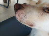 Rote Flecken am Vorderlauf und Fuss-Beitrag-Bild