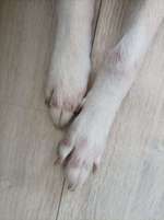 Rote Flecken am Vorderlauf und Fuss-Beitrag-Bild