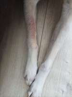 Rote Flecken am Vorderlauf und Fuss-Beitrag-Bild