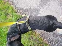 Ist meine Hündin zu dünn ?-Beitrag-Bild