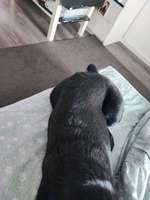 Ist meine Hündin zu dünn ?-Beitrag-Bild