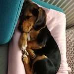 Ersteller:in InIpIr Profilbild