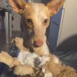 Ersteller:in Hannelore Profilbild