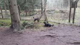 Hundewald-Beitrag-Bild