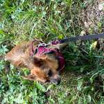 Suchmeldung-July-Bild