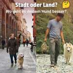 Geht es Hunden in der Stadt besser? Oder doch auf dem Land? 🐶🏙️🌳-Beitrag-Bild
