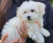 Suchmeldung-Jessica-Bild